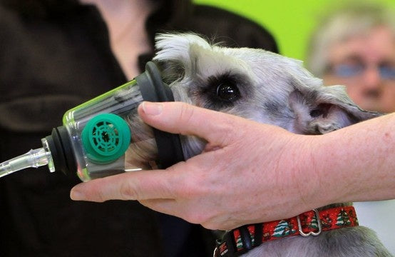 How an Oxygen Concentrator Can Help Your Senior Pet Breathe Easier